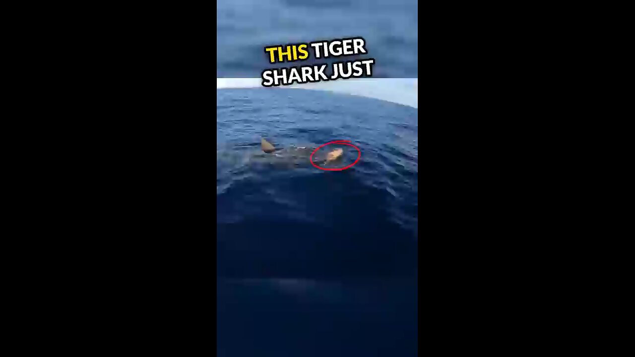 The merciful Tiger Shark Vs Tortoise