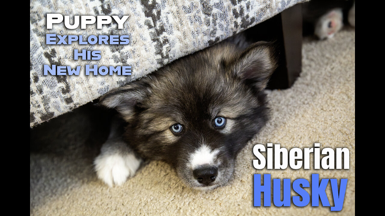 8-Week-Old Agouti Siberian Husky Puppy Explores & Plays with Brother Titan | Puppy’s 1st Adventures