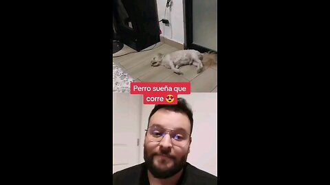 Perrito sueña que corre y es muy gracioso 🤭