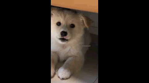 cute dog