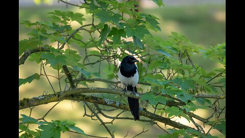 bird sound