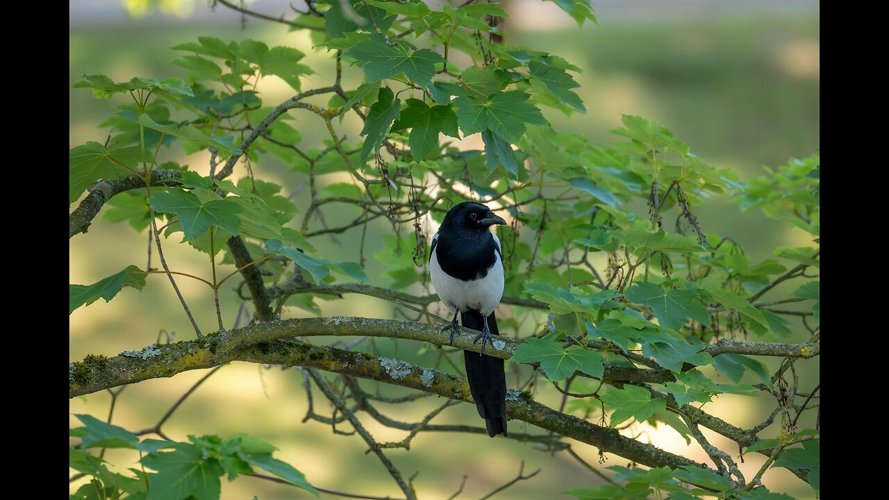 bird sound