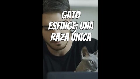 El gato esfinge