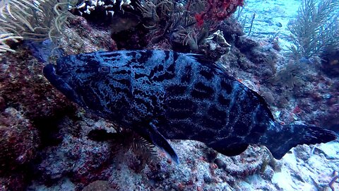 Scuba diver meets goliath grouper close up on the coral reef