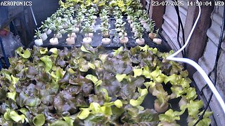 Aeroponics Timelapse Ending 17-08-2025
