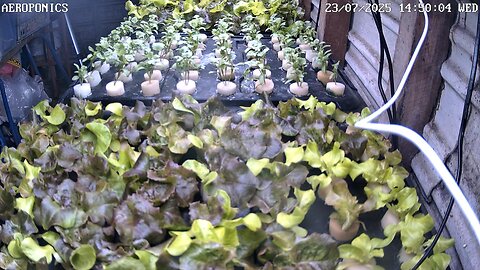 Aeroponics Timelapse Ending 17-08-2025