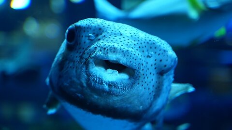 Itoman area markets, walked along the ocean, went to aquarium. Video clips. Jan. 8, 2025. Okinawa.