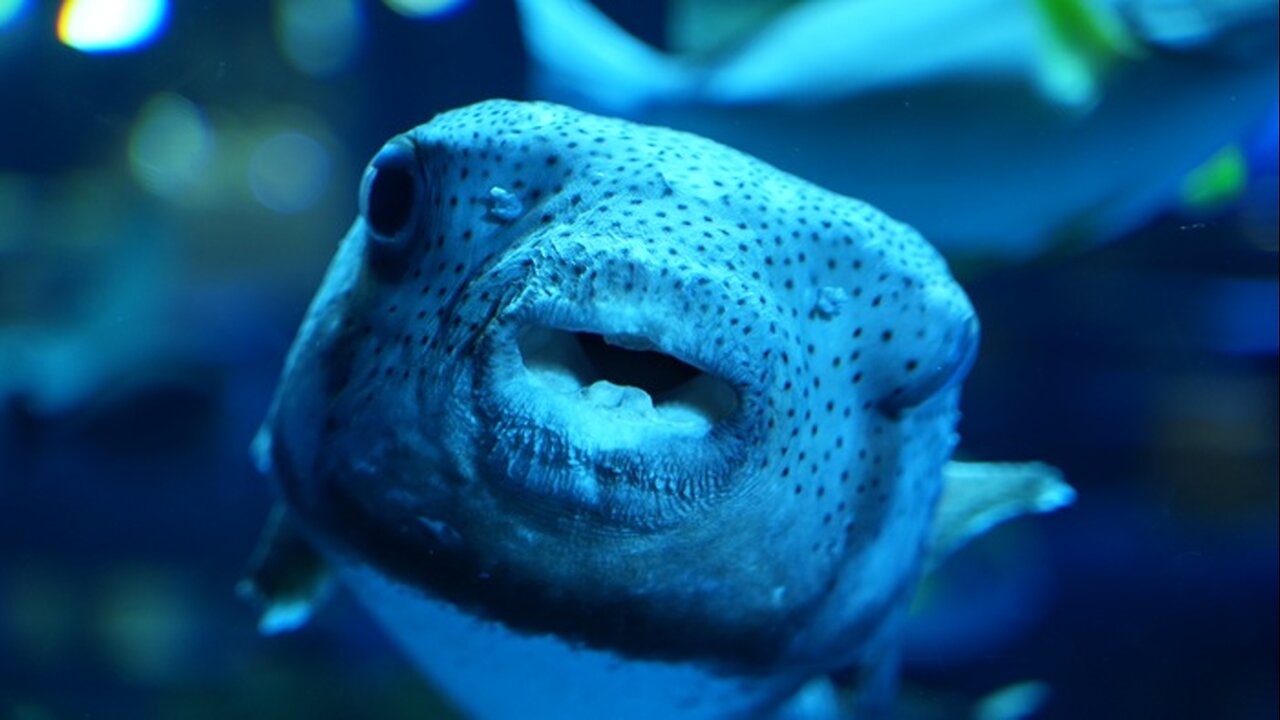 Itoman area markets, walked along the ocean, went to aquarium. Video clips. Jan. 8, 2025. Okinawa.