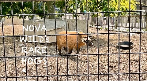 What a Delight Watching Red River Hogs having so Much Fun at Nova Wild in Virginia