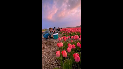 Roses | Flower | Nature