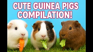 Cutest Guinea Pigs Ever! 🐹 | Funny & Adorable Guinea Pig Moments Compilation