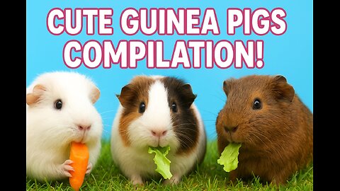 Cutest Guinea Pigs Ever! 🐹 | Funny & Adorable Guinea Pig Moments Compilation