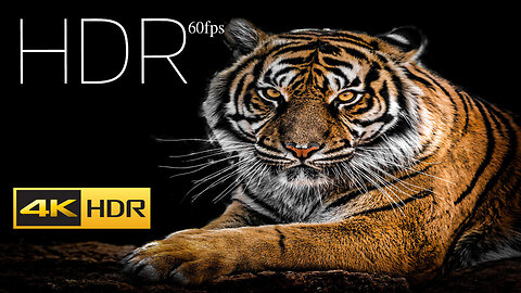 Top 20 Beautiful Animals HDR 4K VIDEO _TOP 20 • The Most Beautiful Animals 4K ULTRA HD