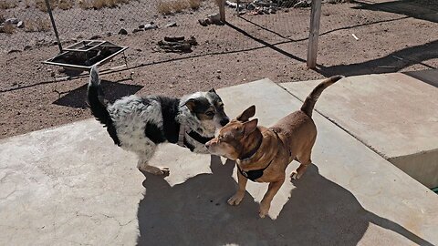 Penny & Bran getting to know each other