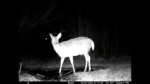 Deer Cam 03-04-2025