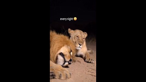 That Look Says It All 🦁... 👑