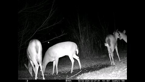 Deer Cam 02-02-2025