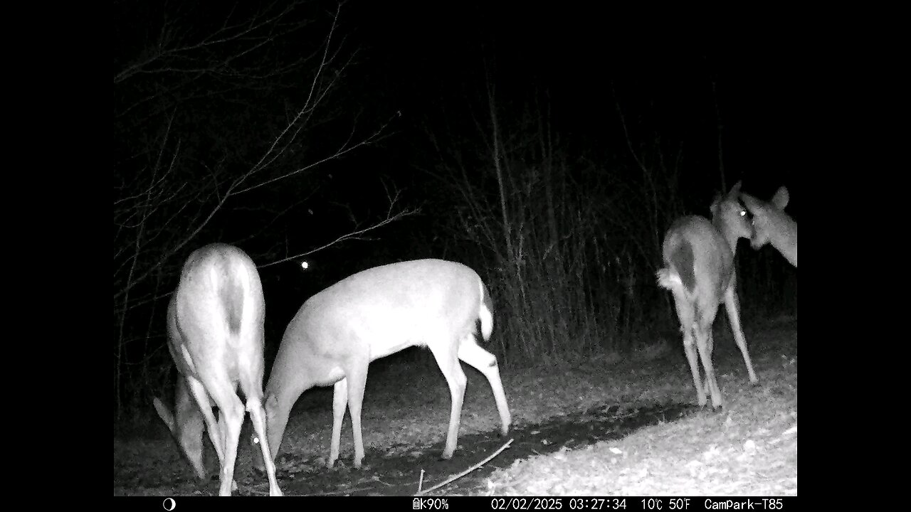 Deer Cam 02-02-2025