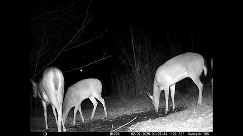 Deer Cam 02-02-2025 Button Buck Still in Rut?