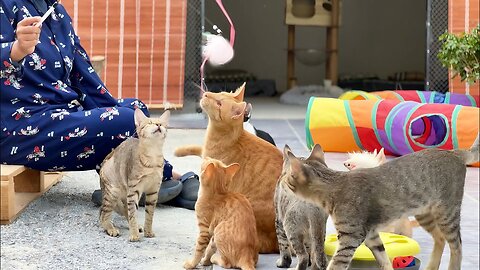 The Happy Family Cat - it was So Funny while it owner played with them - it’s so cute