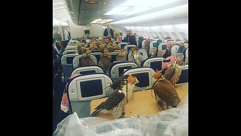 DUOLINGO STUDIARE CON LE RAGAZZE & SUPERBET BETANO GAMEPLAY 15/2/26 🗿🐲💎🫴👽🦈