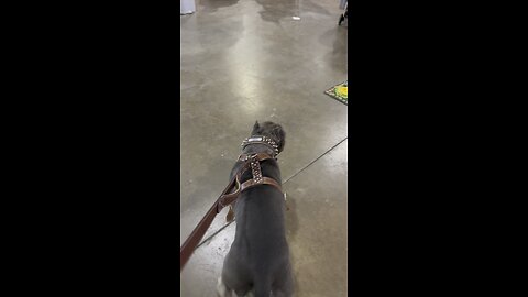 Inside the pet expo