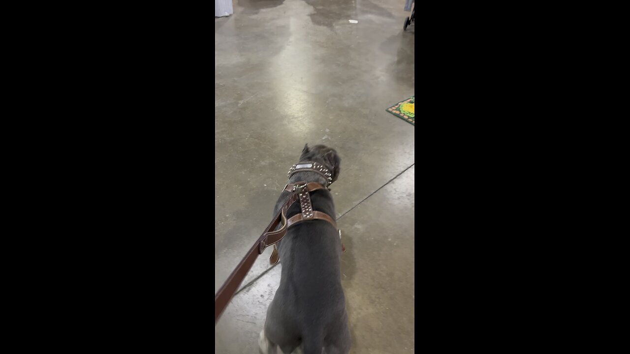 Inside the pet expo