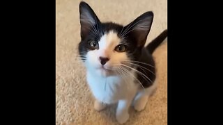 Greedy Cats