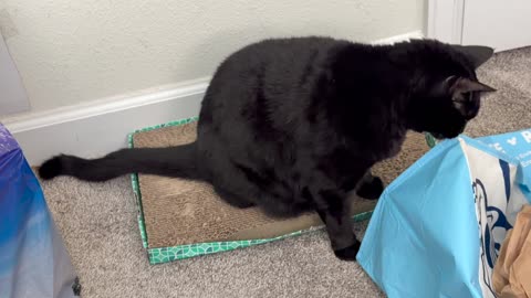 Cute Precious Piper Does a Very Thorough Office Inspection - My Adopted Shelter Cat Vlog