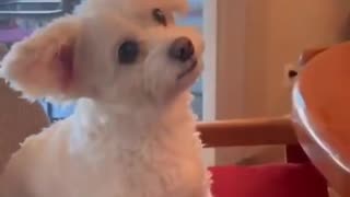 Love All Life Always #309 - Say Your Dogs Favorite Words 🤣🤣