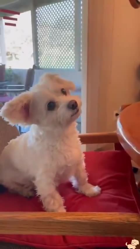 Love All Life Always #309 - Say Your Dogs Favorite Words 🤣🤣