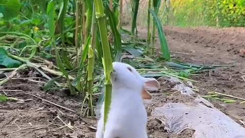 This is how the little rabbit steals corn