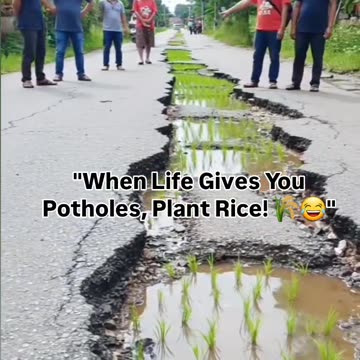 "When Life Gives You Potholes, Plant Rice! 🌾😂"