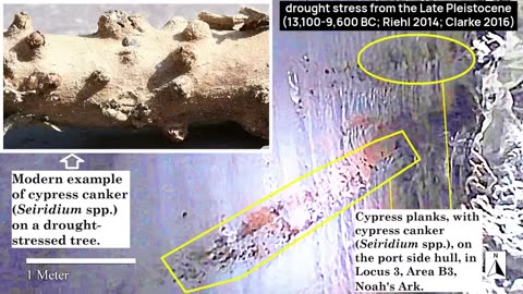 Noah's ark, irrefutable proof