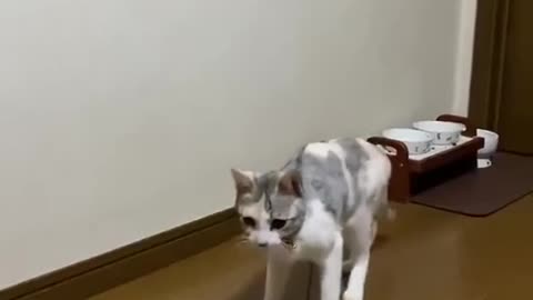 Self-employed cat