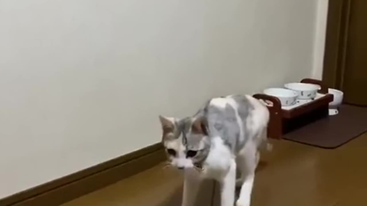 Self-employed cat