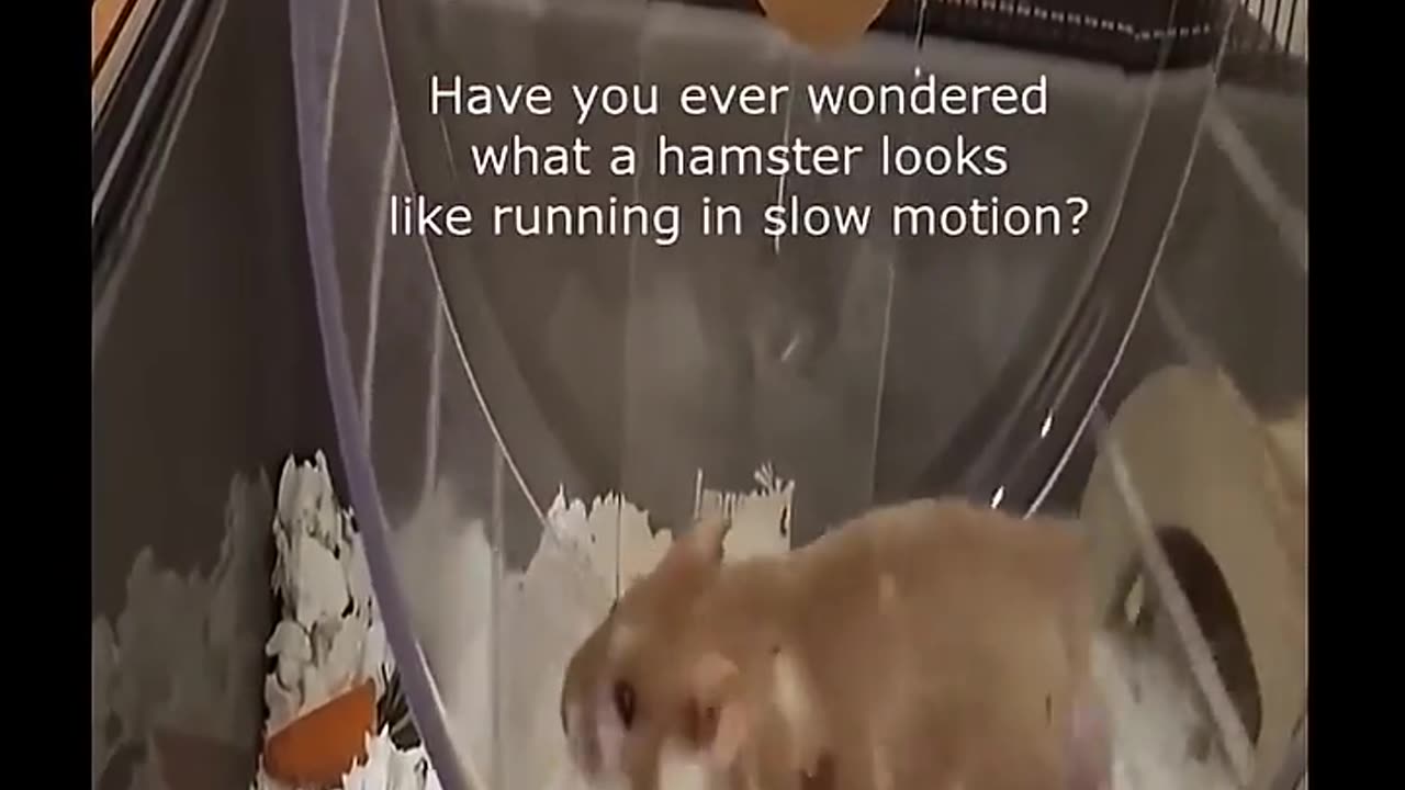 🤣🐹 You Won't Believe How Fast This Hamster Runs! | FunFM