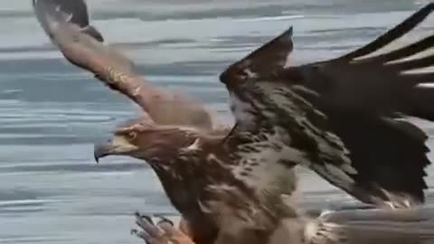 I don't eat for free