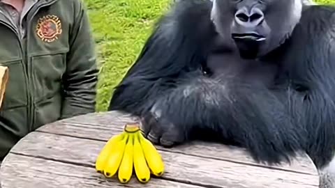 Gorilla Said NO… Then YES
