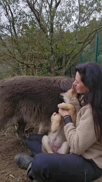 Puppy Doesn't Want to Share His Mom