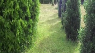 field