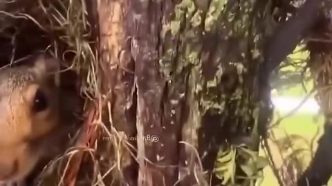 a mama squirrel literally led a woman to her nest to show off her brand-new babies 🐿️🥹
