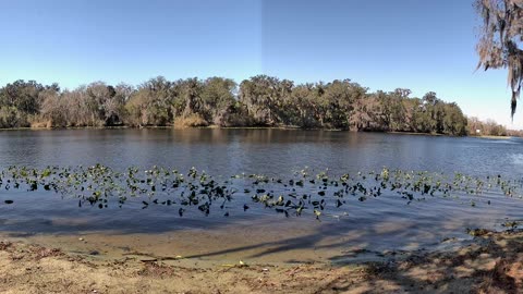 4K St. Johns River Time-Lapse: Florida Wildlife Magic 🐊🌿 (Feb 2, 2026)