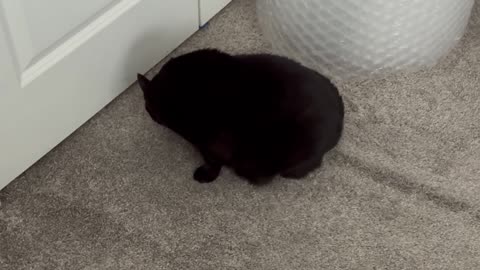 Cute Precious Piper Guards the Bubble Wrap - My Adopted Shelter Cat Vlog