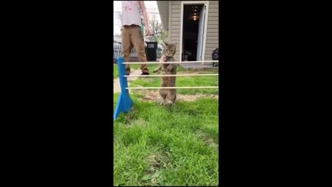Funny animal videos 2023 - Funny cats/dogs - Funny animals Part81/Haypyy Pett