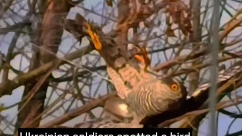🐦💕 Ukraine Russia War | Ukrainian Warriors Rescue Bird from Drone Cables | RCF