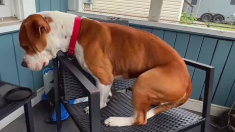 "I Was Not Aware This Chair Rocked, Mom"