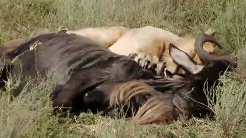 Serengeti Lions