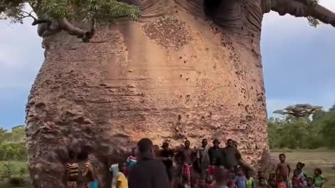 🌳🌲 This 5,000-Year-Old Tree Is Known As The 'Tree of Life' | FeedMyCuriosity