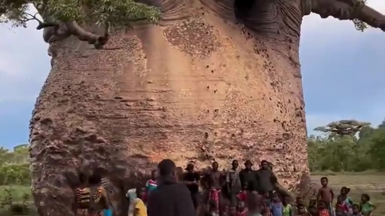 🌳🌲 This 5,000-Year-Old Tree Is Known As The 'Tree of Life' | FeedMyCuriosity